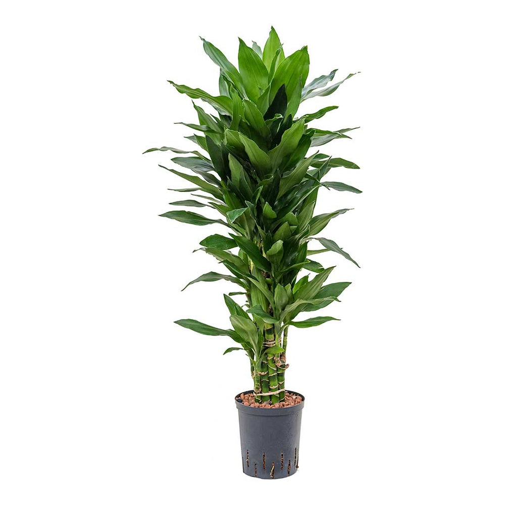 Dracaena Janet Lind Branched Hydro Plants - Easy Care | Hortology ...