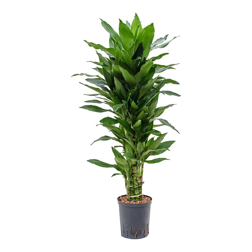 Dracaena Janet Lind Branched Hydroculture Indoor Plant Small