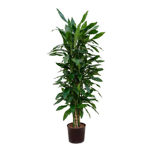 Dracaena Janet Lind Branched Hydroculture Indoor Plant Tall