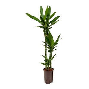 Dracaena Janet Lind Hydroculture Indoor Plant 3 Stems Small