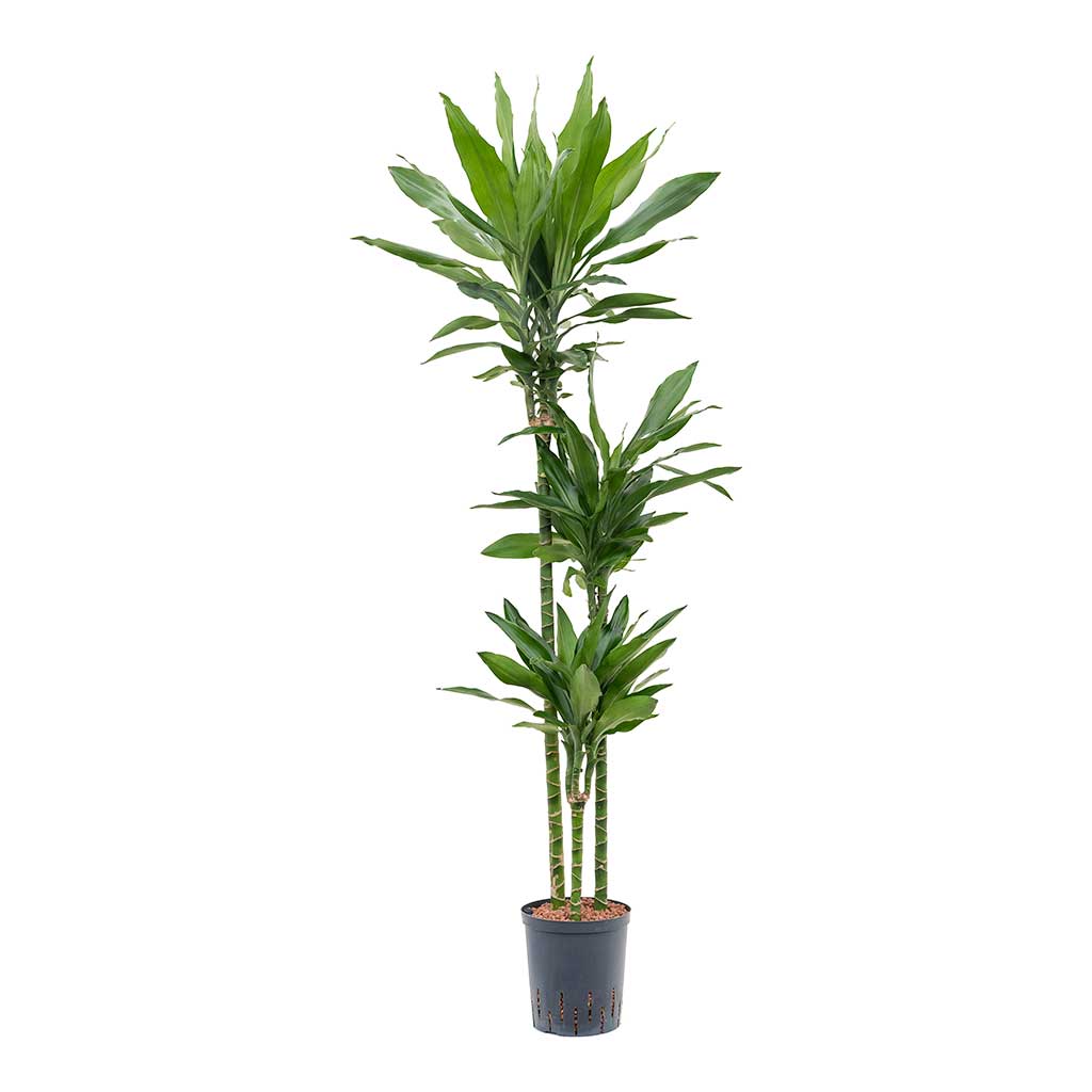 Dracaena Janet Lind Hydroculture Indoor Plant 3 Stems Tall
