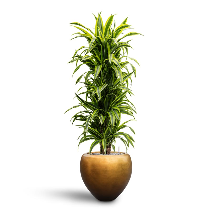 Dracaena Lemon Lime - Branched - Hydroculture & Metallic Couple Plant Pot _ Matt Honey
