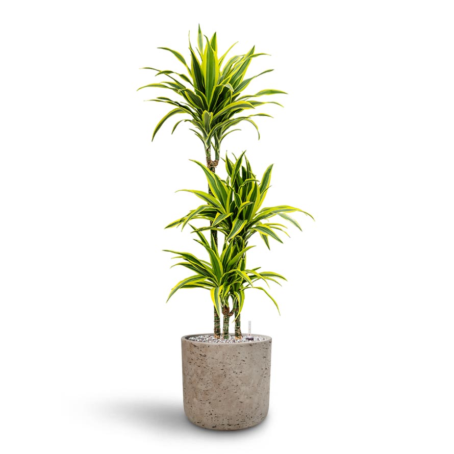 dracaena charlie Dracaena Lemon Lime Multi Stem Hydro Plants - Easy Care | Hortology