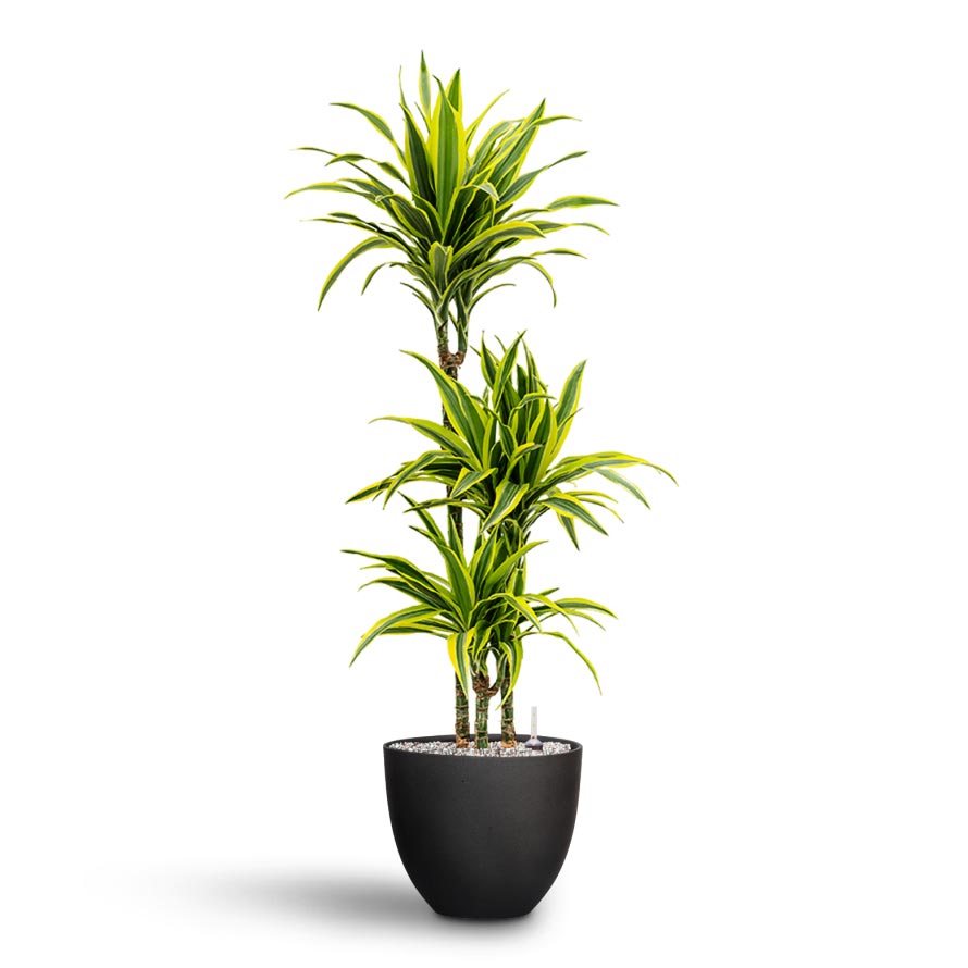 Dracaena Lemon lime - Multi Stem - Hydroculture - 3 Stem & Coral Refined Planter - Volcano Black