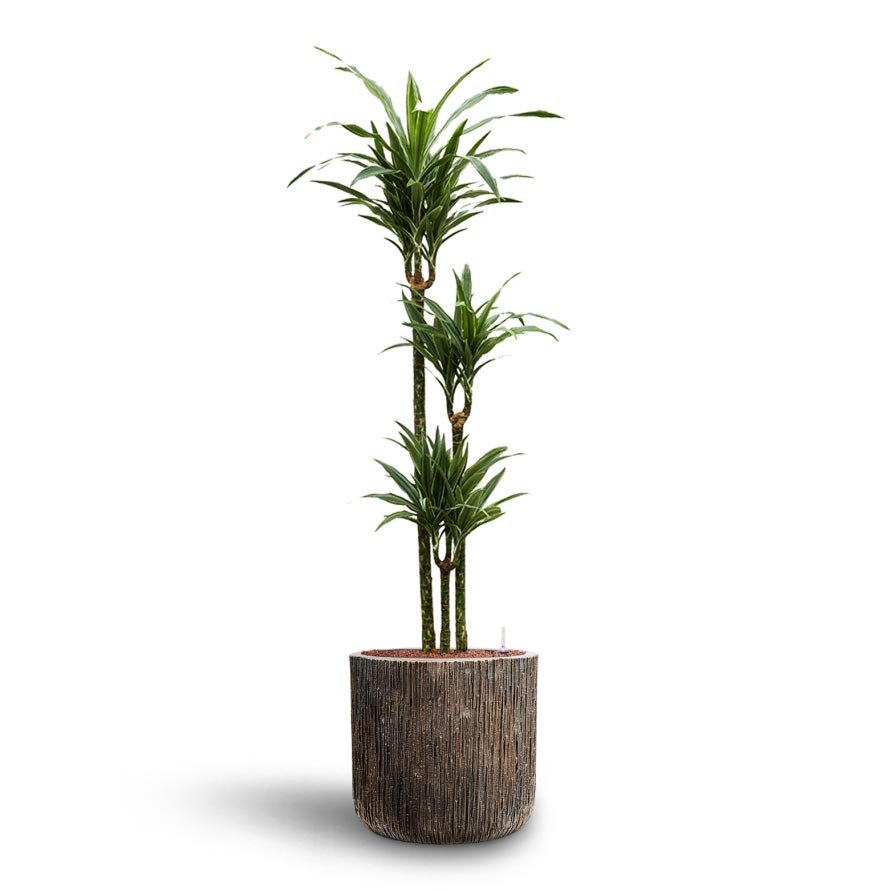 Luxe Lite Waterfall Cylinder Planter - Bronze 23 x 22cm