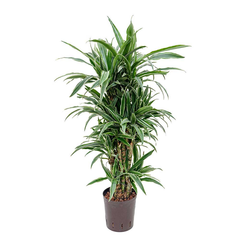 Dracaena Warneckii Branched Hydroculture Indoor Plant
