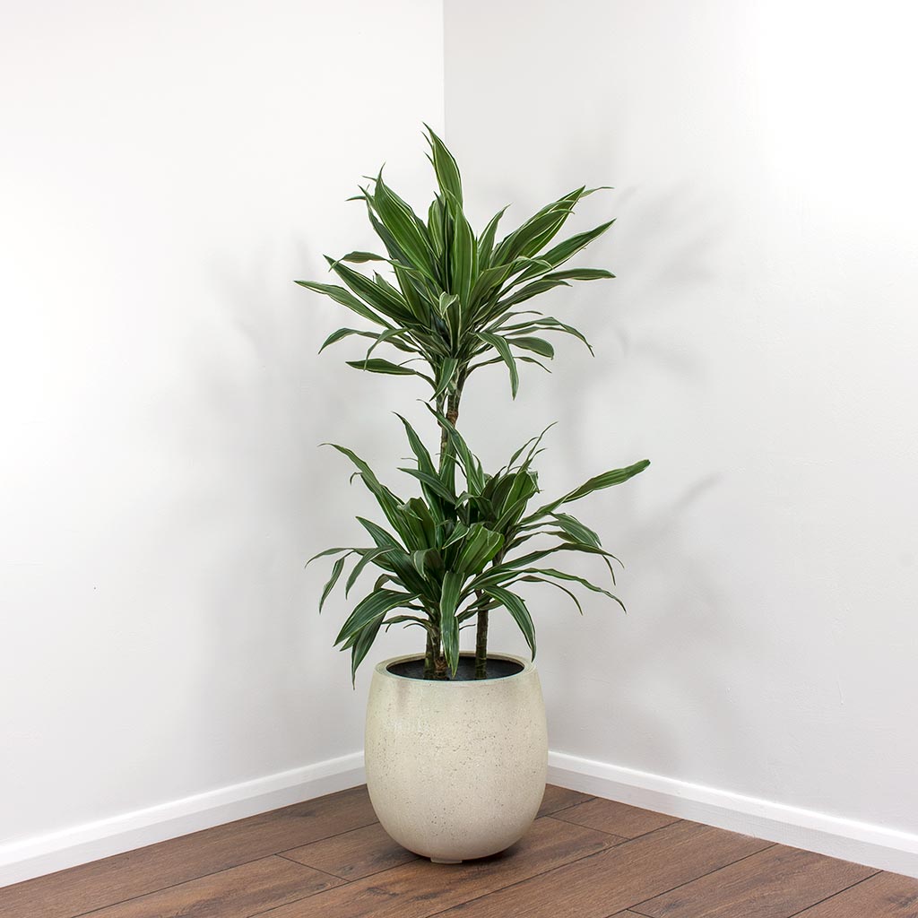 Dracaena deremensis Warneckii & Balloon Plant Pot - White Concrete