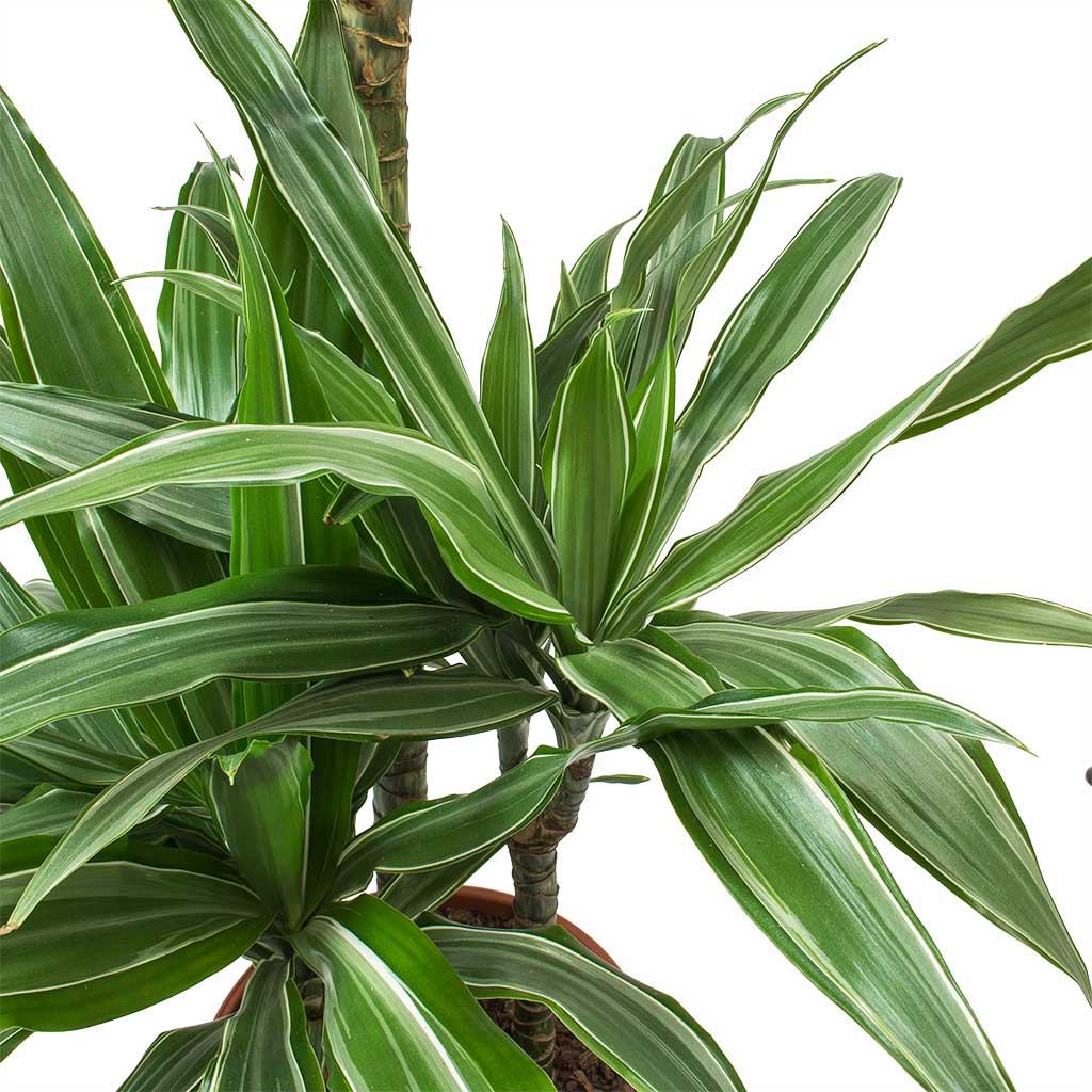 dracaena-deremensis-warneckii-branched-indoor-plants-hortology