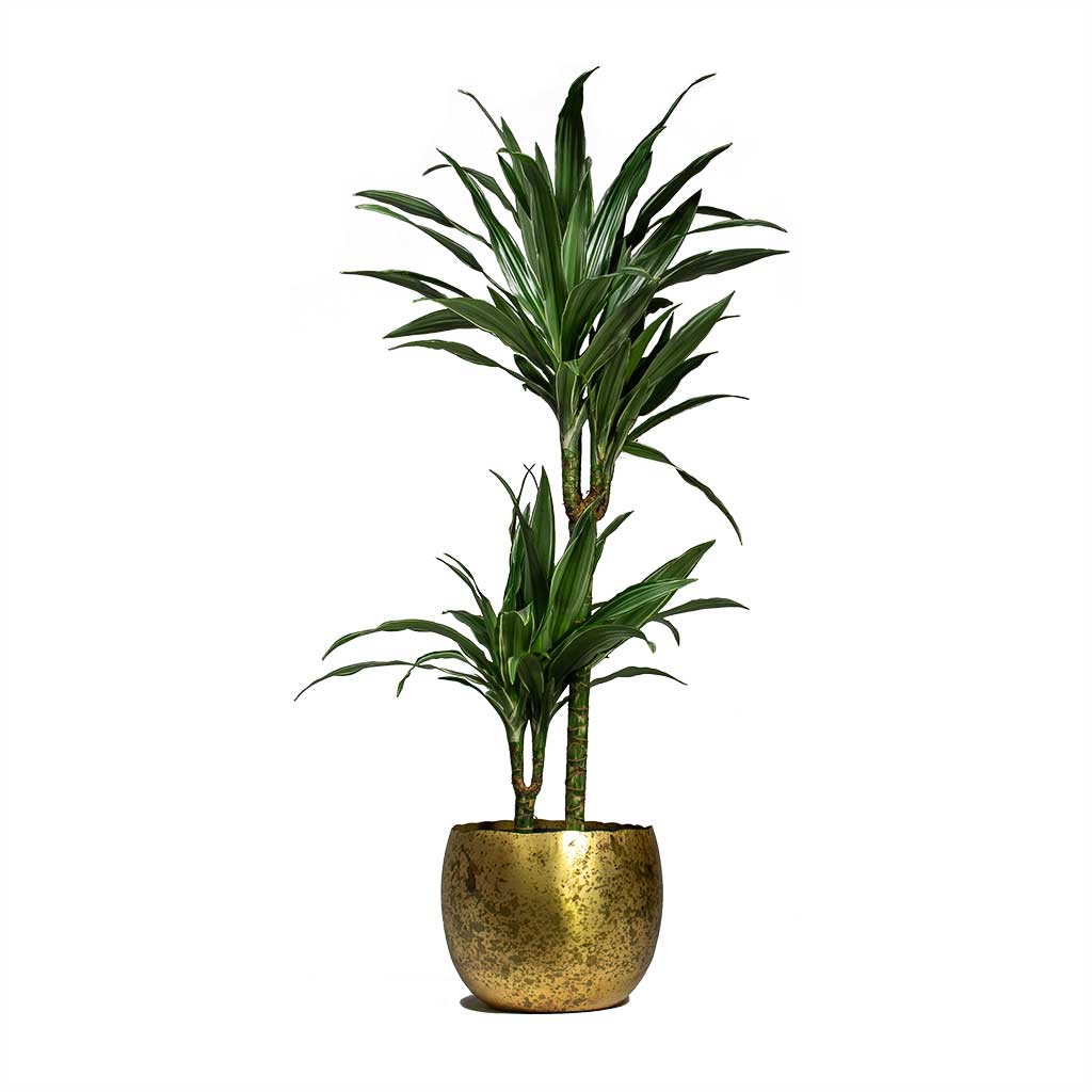 Dracaena deremensis Warneckii Multi-Stem & Ellen Metal Plant Pots Set of 3 Brass
