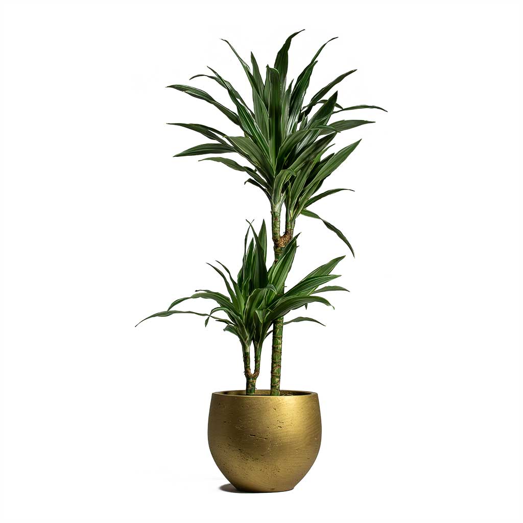 Dracaena deremensis Warneckii Multi Stem & Mini Orb Kevan Plant Pot - Metallic Gold