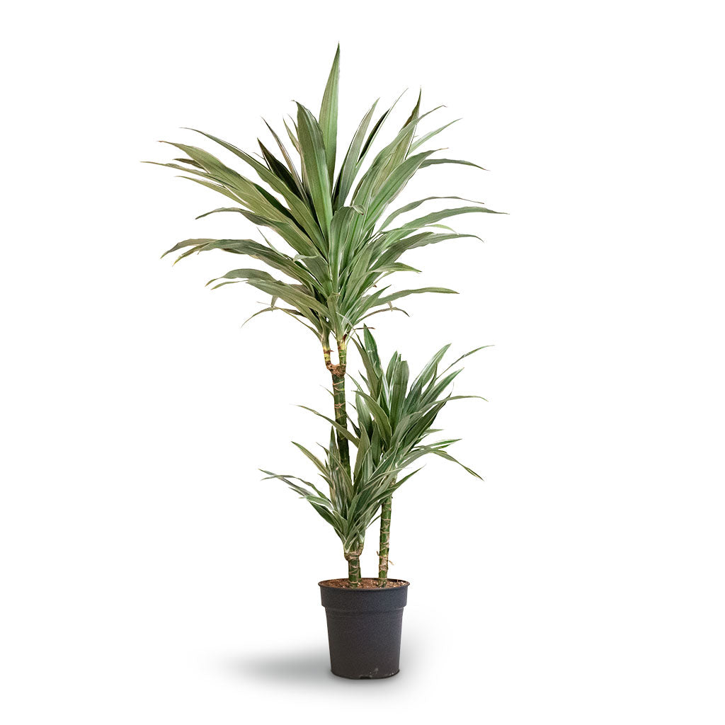 Dracaena deremensis Warneckii - Multi Stem