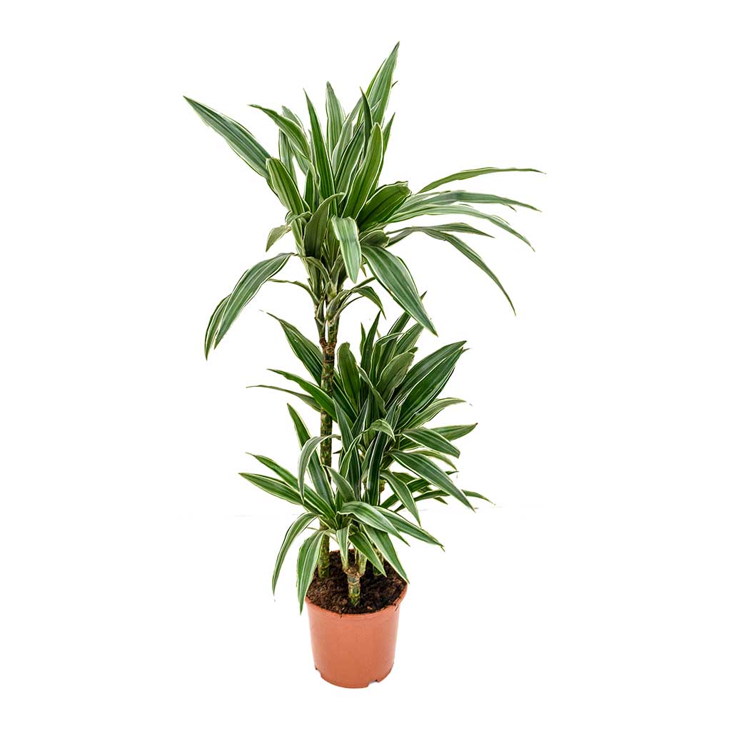 Dracaena deremensis Warneckii - Multi Stem