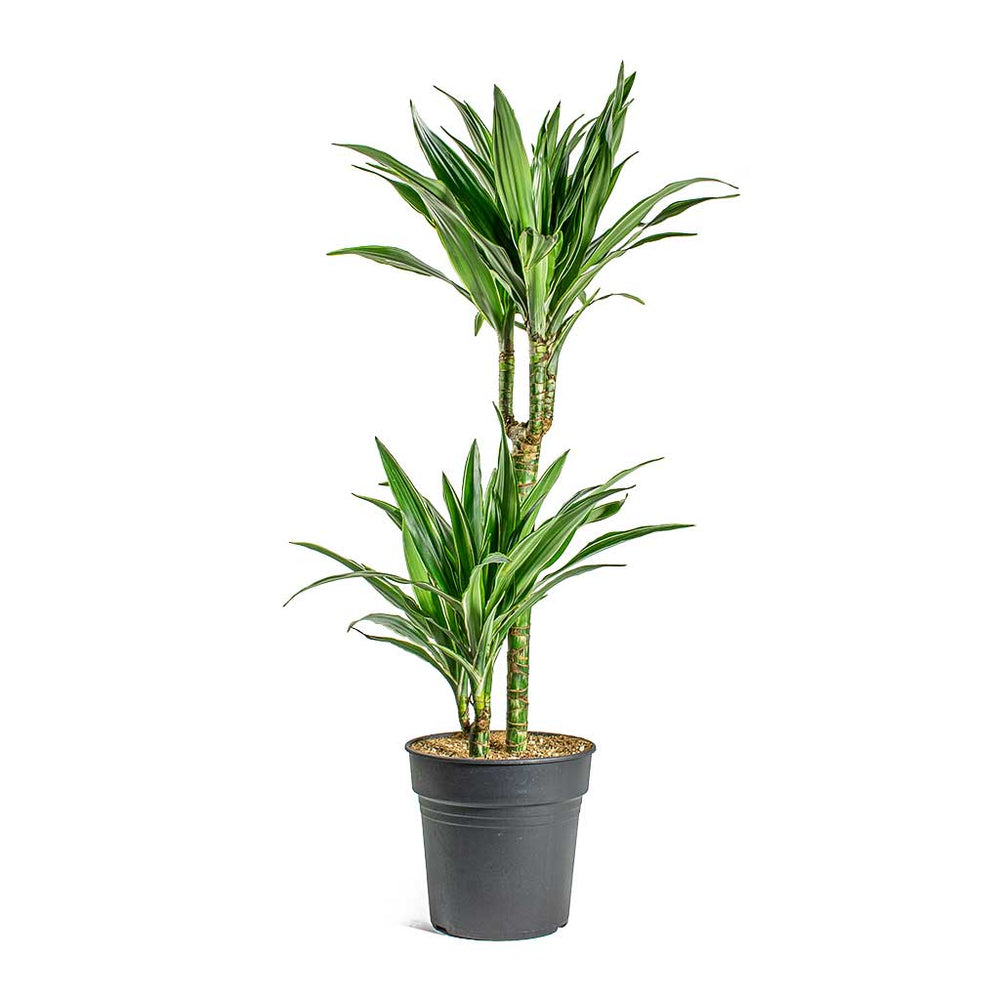 Dracaena deremensis Warneckii Multi Stem Indoor Plants | Hortology ...