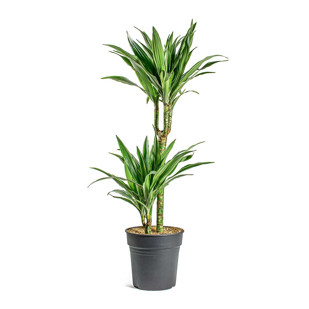 dracaena warneckii toxic Dracaena deremensis Warneckii Multi Stem Indoor Plants | Hortology