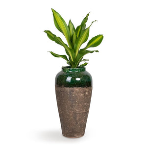 Dracaena fragrans Burley Houseplant & Lindy Bottle Plant Vase Black Green