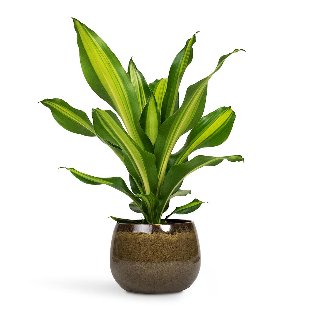 Dracaena fragrans Burley Houseplant & Odile Plant Pot - Moss
