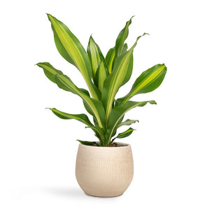 Dracaena fragrans Burley Houseplant & Ryan Plant Pot - Sand Gold
