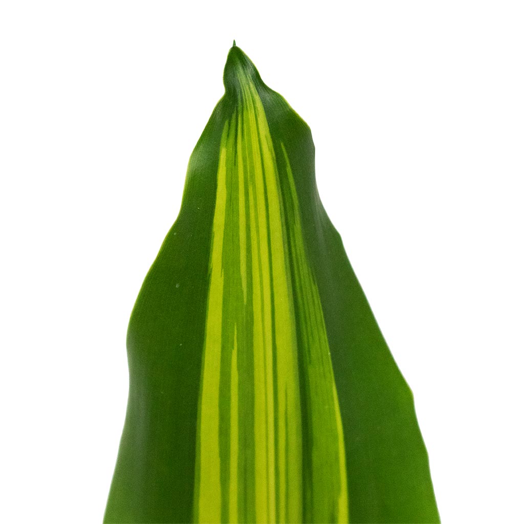 Dracaena fragrans Burley Leaf