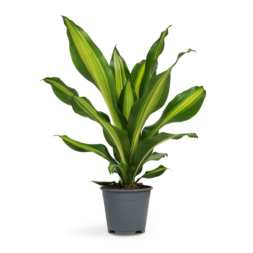 dracaena massangeana air purifier Dracaena fragrans Burley Indoor Plants - Air Purifier | Hortology