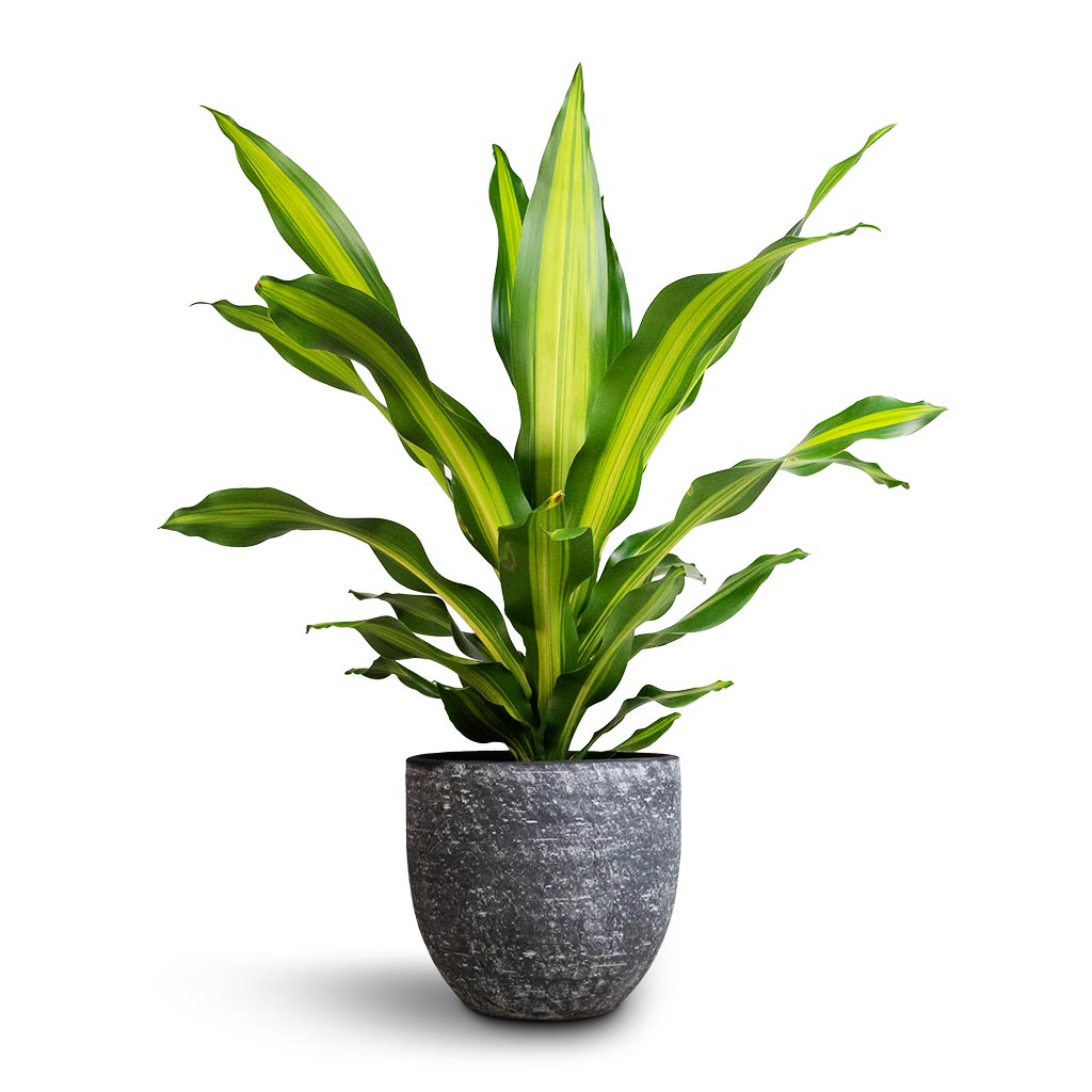 Dracaena fragrans Burley &amp; Cas Plant Pot - Anthracite