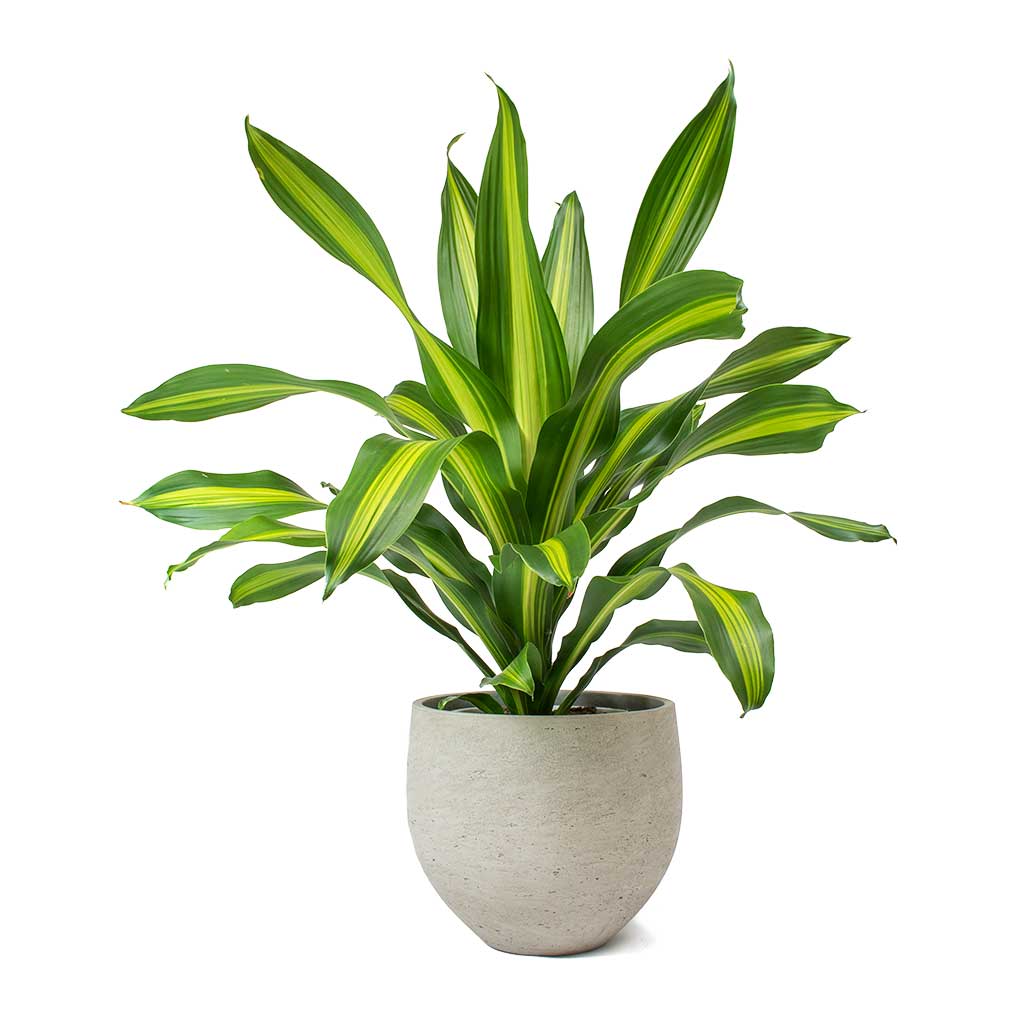 Dracaena fragrans Burley & Mini Orb Cement Plant Pot