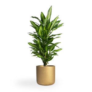 Dracaena fragrans Cintho - Branched & Charlie Plant Pot - Metallic Gold