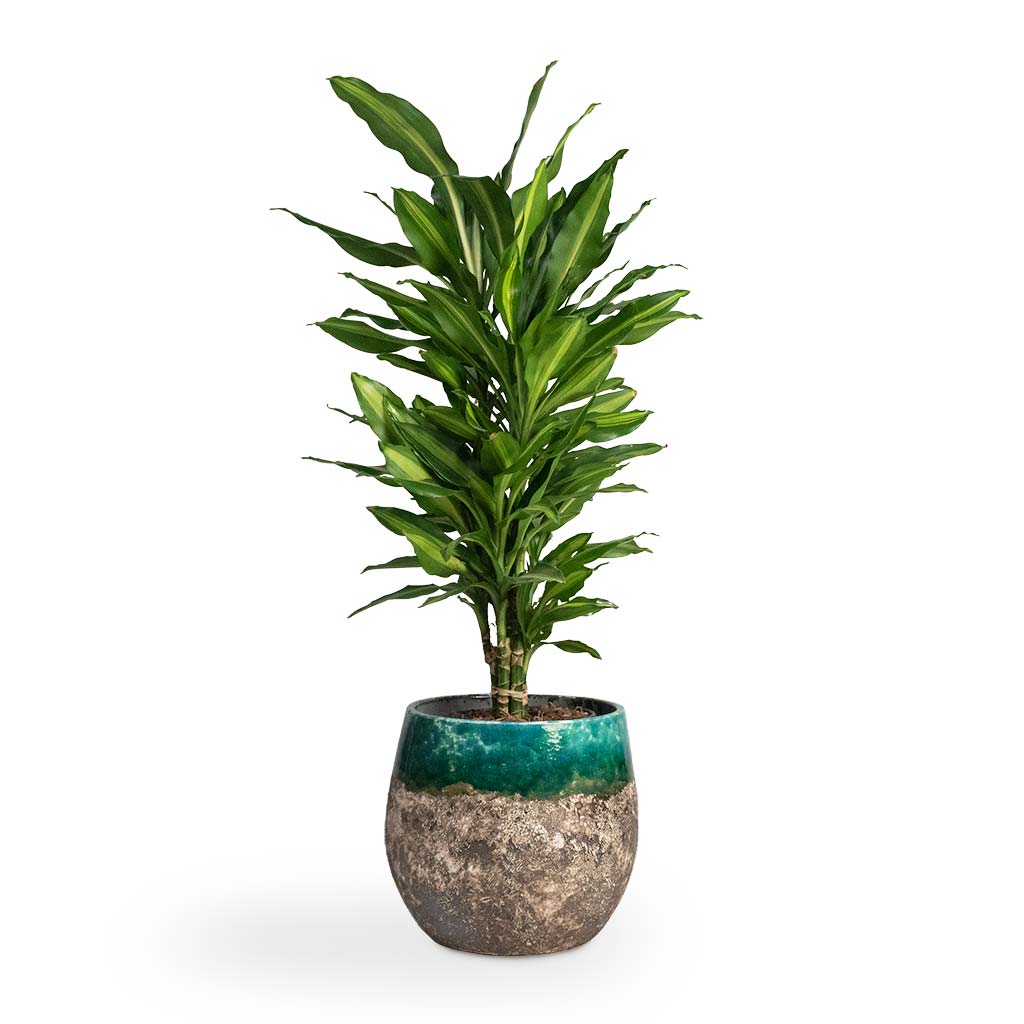 Dracaena fragrans Cintho - Branched Houseplant &amp; Lindy Plant Pot - Black Green