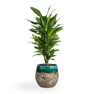 Dracaena fragrans Cintho - Branched Houseplant & Lindy Plant Pot - Black Green