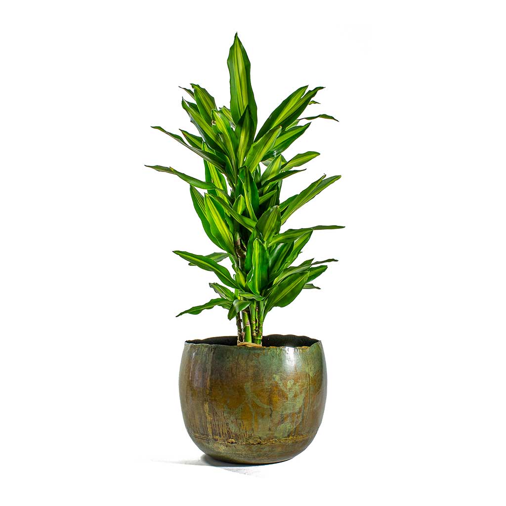 Dracaena fragrans Cintho Branched & Ellen Metal Plant Pots Set of 3 - Vintage Green