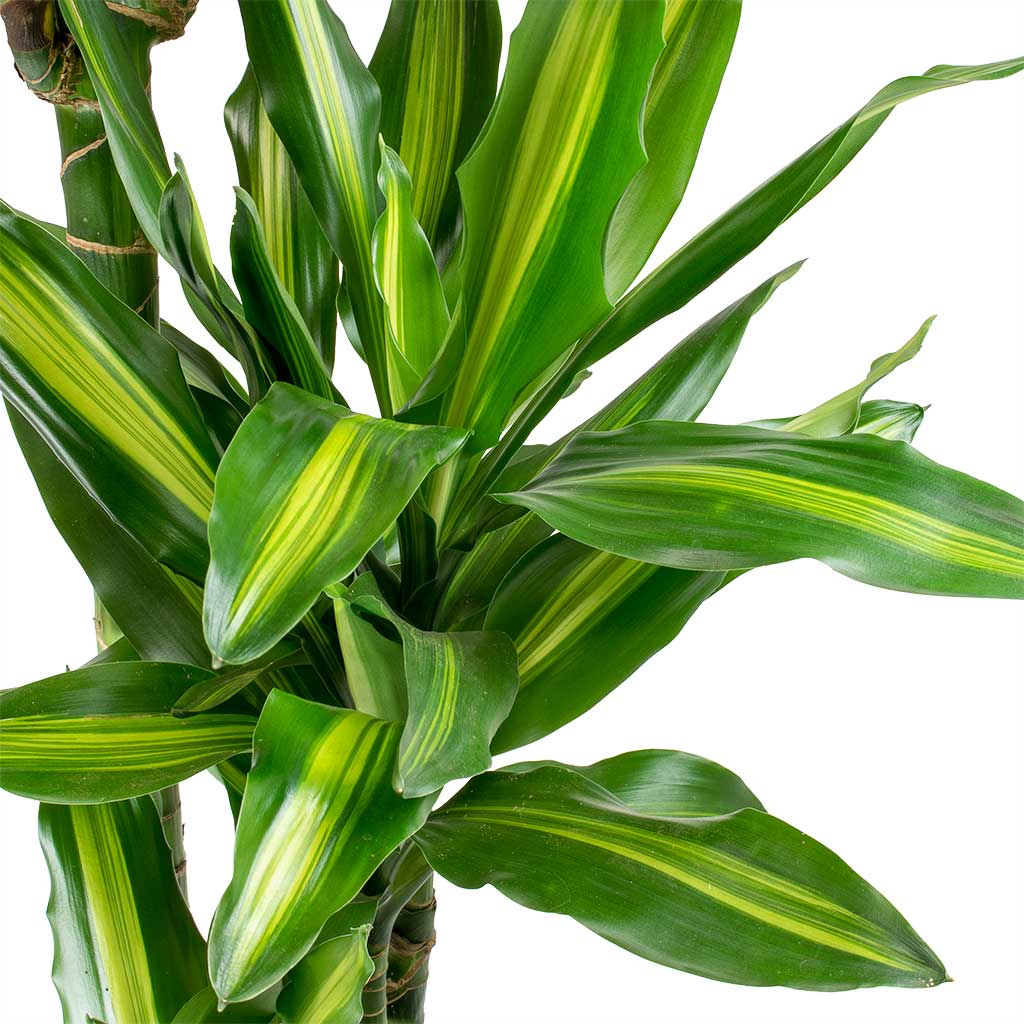 dracaena cintho plant Dracaena fragrans Cintho Plants - Multi Stems - Easy Care | Hortology