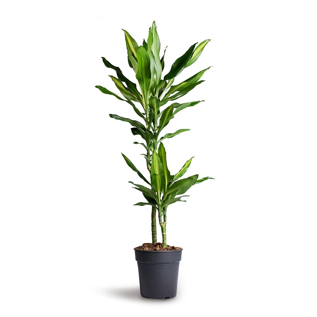 dracaena fragrans cintho Dracaena fragrans Cintho Plants - Multi Stems - Easy Care | Hortology