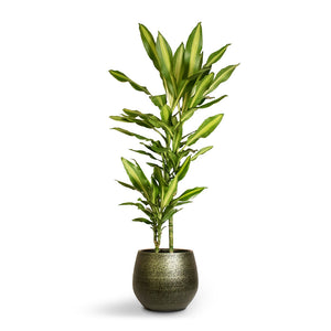 Dracaena fragrans Cintho - Multi Stem - 19 x 100cm (2 stems) & Noor Plant Pot - Velvet Green