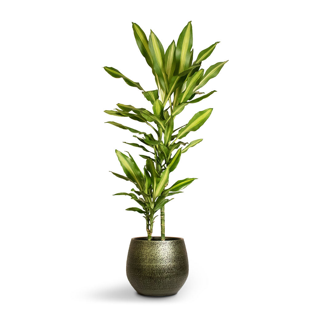Dracaena fragrans Cintho - Multi Stem - 19 x 100cm (2 stems) &amp; Noor Plant Pot - Velvet Green