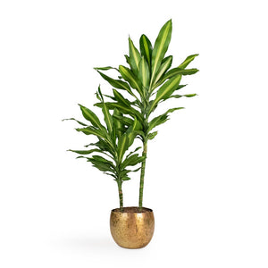 Dracaena fragrans Cintho - Multi Stem Houseplant  (2 stems) & Ellen Metal Plant Pot - Brass