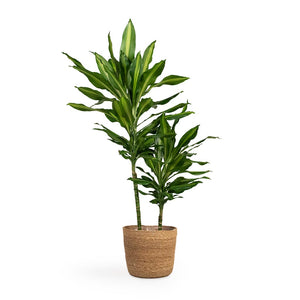 Dracaena fragrans Cintho - Multi Stem Houseplant & Igmar Plant Basket - Natural
