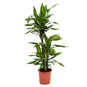 Dracaena fragrans Cintho - Multi Stem - 100cm