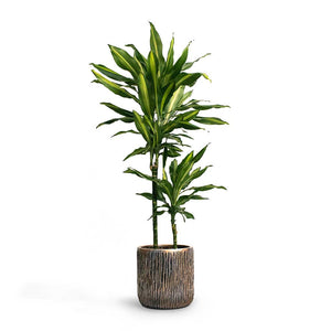 Dracaena fragrans Cintho Multi-Stem Indoor Plant & Luxe Lite Waterfall Cylinder Planter - Bronze