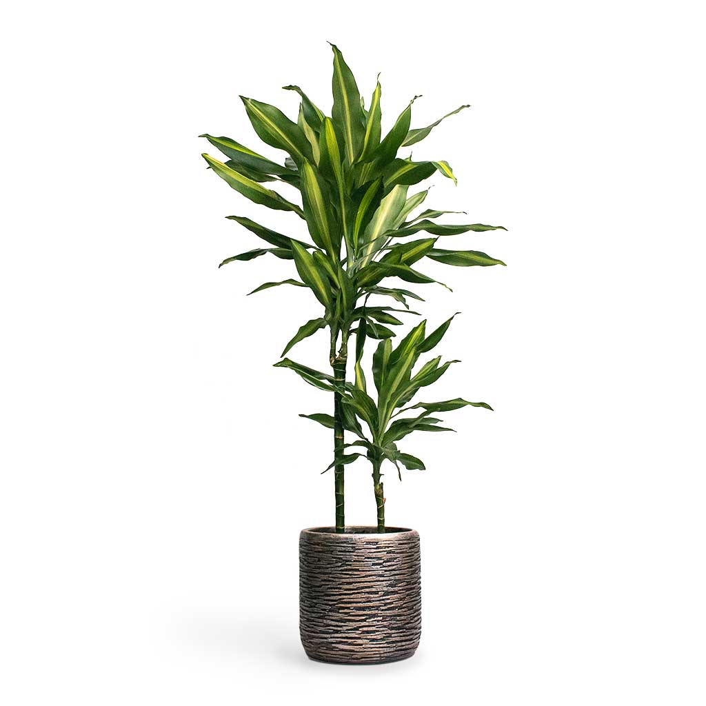 Dracaena fragrans Cintho Multi-Stem Indoor Plant & Luxe Lite Wrinkle Cylinder Planter - Bronze