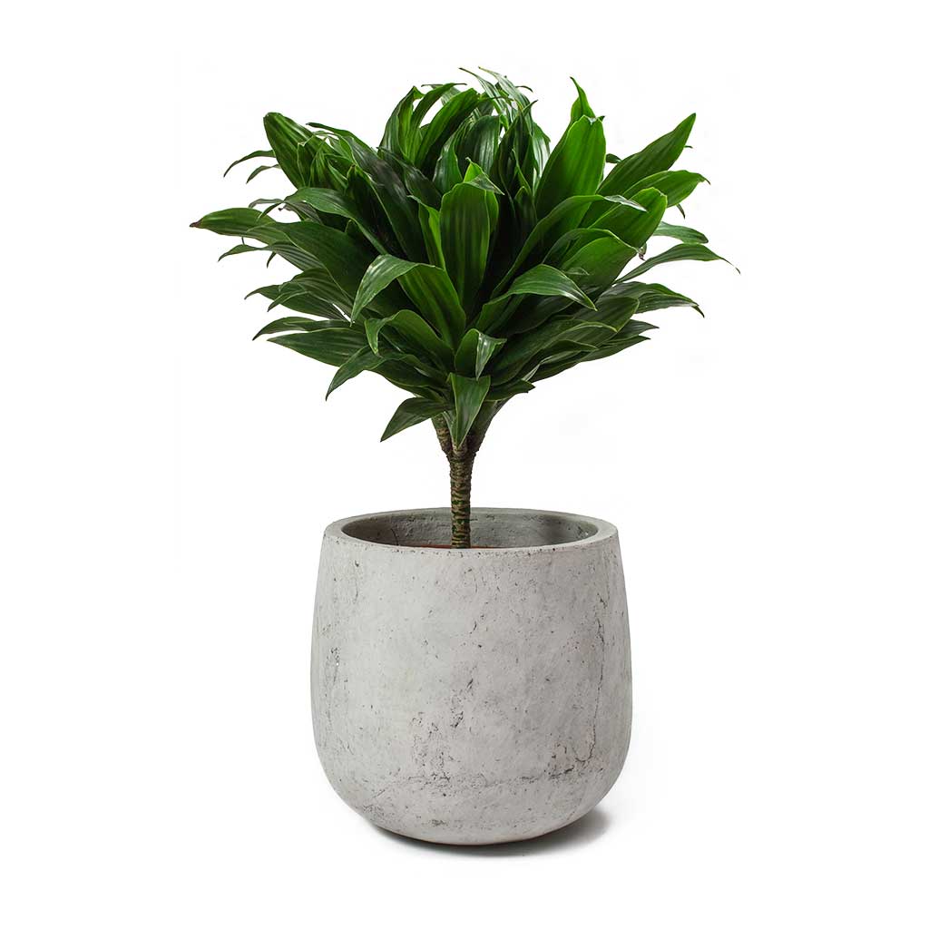 Dracaena fragrans Compacta - Single Stem & Amber Plant Pot Light Grey
