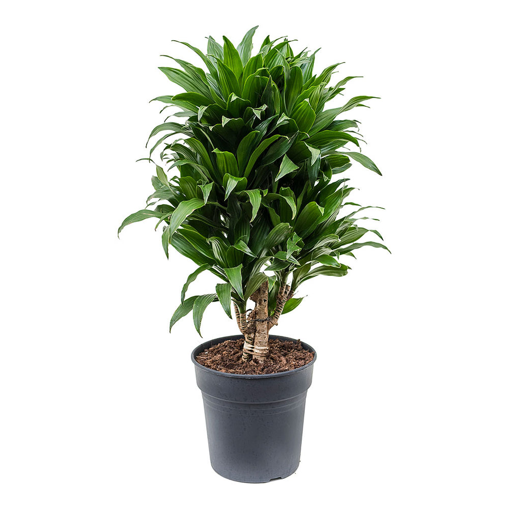 Fragrans Dracaena fragrans Compacta Plants - Branched - Easy Care | Hortology ...