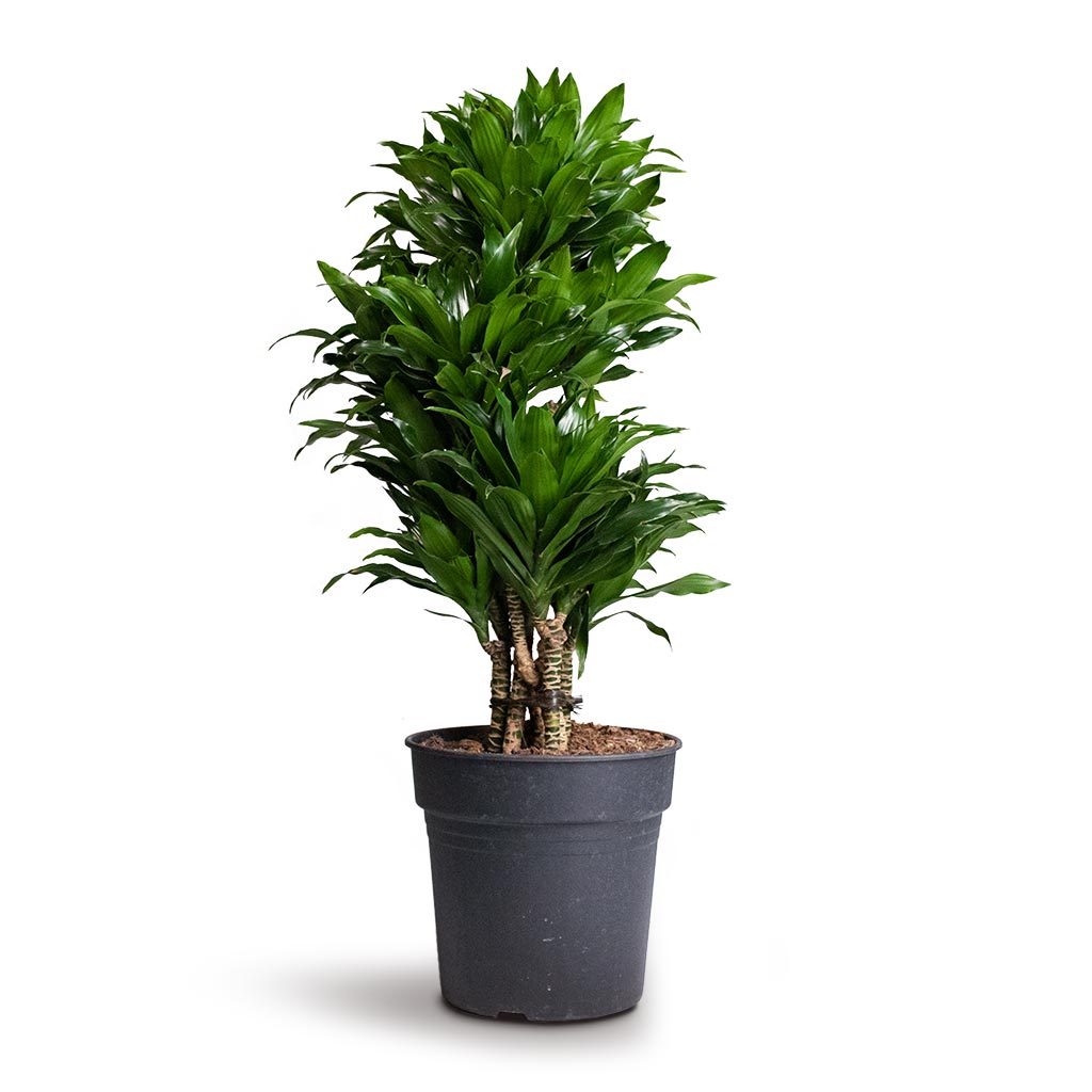 Dracaena fragrans Compacta Plants - Branched - Easy Care | Hortology ...