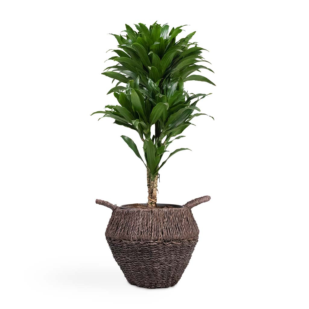 Dracaena fragrans Compacta - Branched Houseplant & Jelle Plant Baskets - Set of 3 - Black