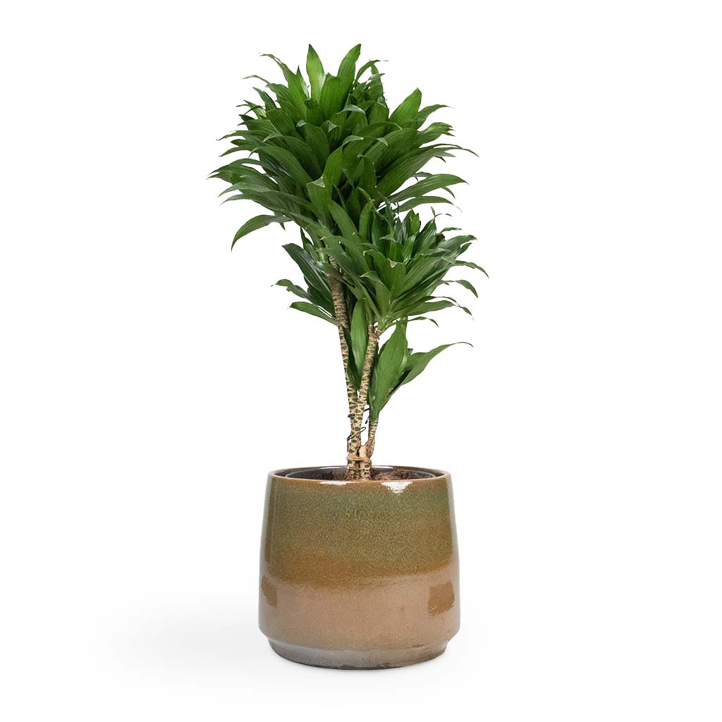 Dracaena fragrans Compacta - Branched & Joah Plant Pot - Oasis
