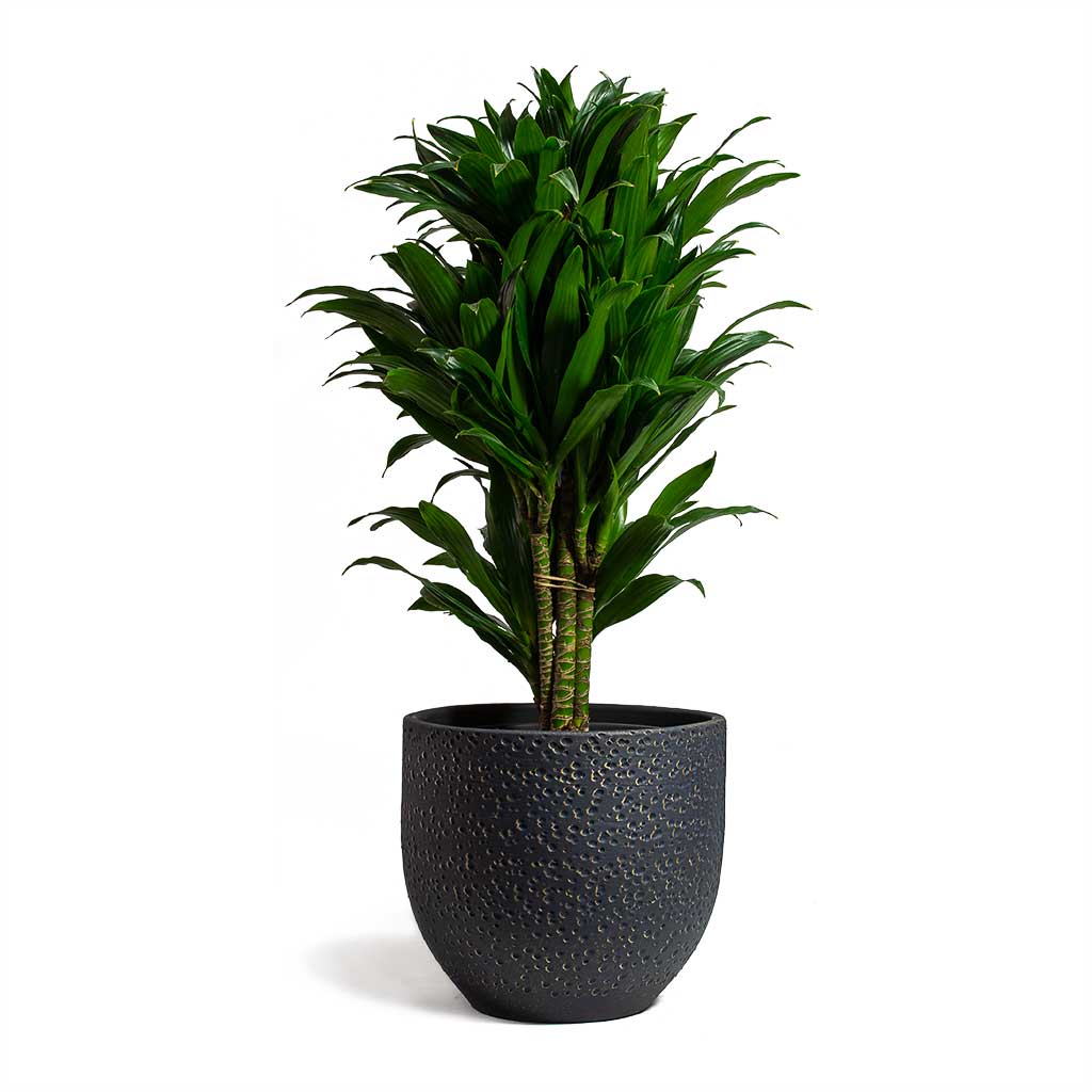 Dracaena fragrans Compacta Branched & Rinca Plant Pot - Shiny Black