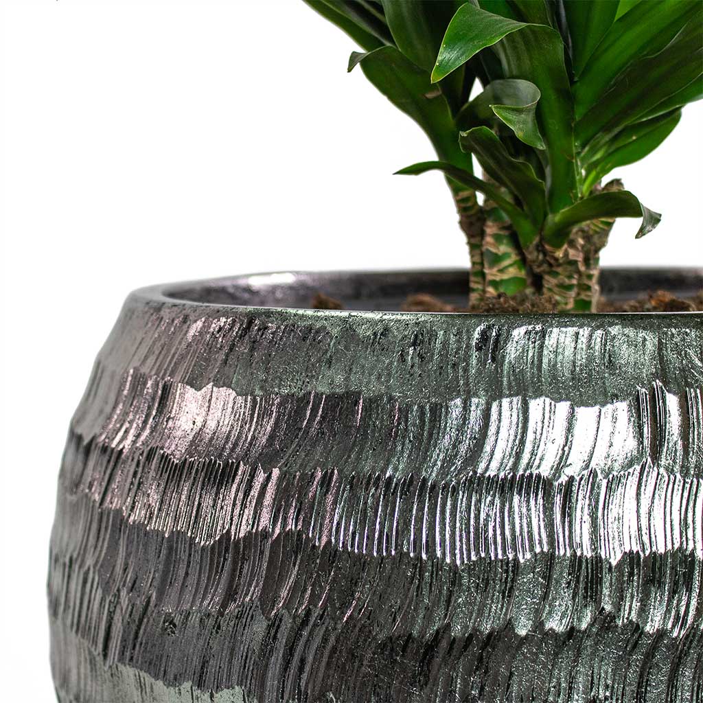 Dracaena fragrans Compacta Branched with Opus Hammered Globe Planter Silver Close-Up