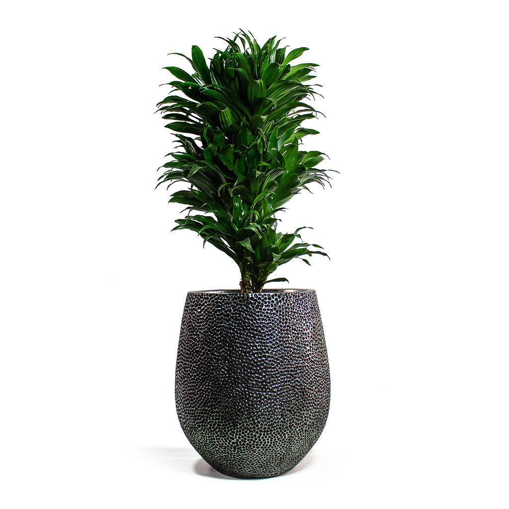 Dracaena fragrans Compacta Branched with Opus Hit Darcy Planter Silver