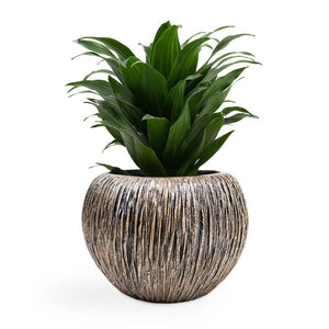 Dracaena fragrans Compacta - Head & Luxe Lite Waterfall Globe Planter - Bronze