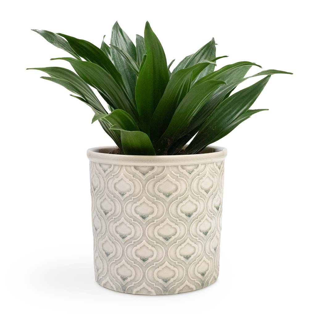 Dracaena fragrans Compacta - Head &amp; Venetian Plant Pot - Grey