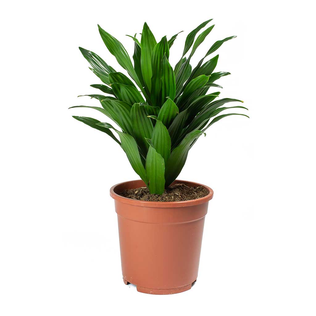 Dracaena fragrans Compacta - Head - Large