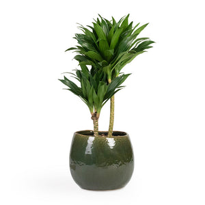 Dracaena fragrans Compacta - Multi Stem - 17 x 55cm (2 stems) Houseplant & Mischa Plant Pot - Forest Green
